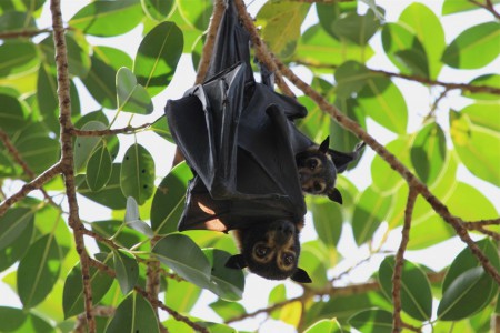 Spectacled Flying-fox Pteropus conspicillatus EPBC Act: Endangered; NC Act: Vulnerable